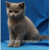 Британские котята голубые и лиловые