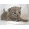 Питомник британских короткошерстных кошек Бриллиант Филд*BY
