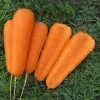 Морковь продажа опт.  Овощи оптом Прилуки