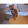 Продажа азиатских леопардовых кошек